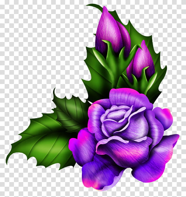 Garden roses, Flower, Violet, Plant, Petal, Purple, Rose Family, Leaf transparent background PNG clipart