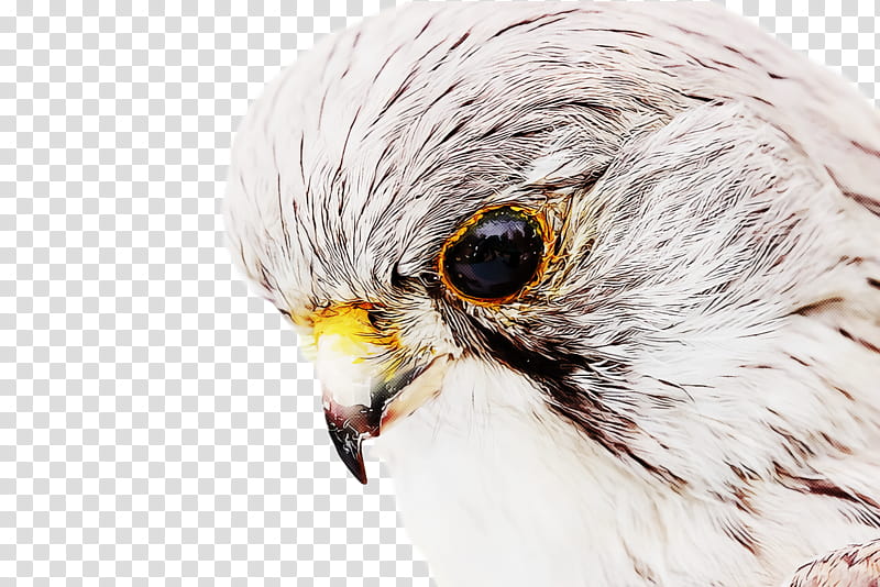 Harpy Eagle , Harpy transparent background PNG clipart