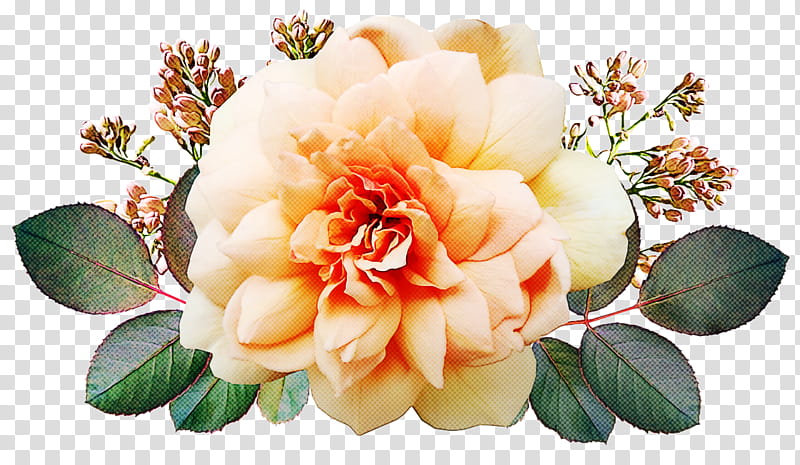 Garden roses, Floral Design, Cabbage Rose, Flower, Petal, Cut Flowers, Flower Bouquet, Peony transparent background PNG clipart Garden roses, Floral Design, Cabbage Rose, Flower, Petal, Cut Flowers, Flower Bouquet, Peony transparent background PNG clipart