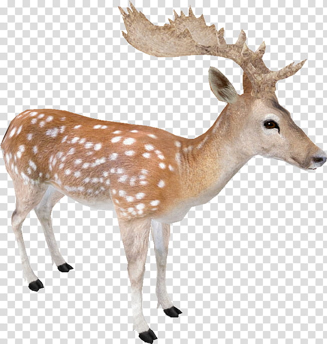 Reindeer, Fallow Deer, Far Cry 5, Animal, Whitetailed Deer, Video, Roe Deer, Music Video transparent background PNG clipart