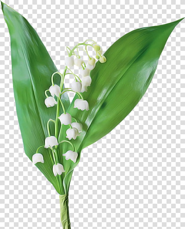 Flower bouquet, Drawing, Floral Design, Lily Of The Valley, Cut Flowers, Birth Flower, Painting, Online Shopping transparent background PNG clipart