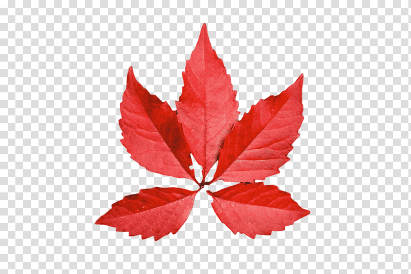 leaf maple leaf / m petal m-tree tree, Maple Leaf M, Mtree, Plants, Plant Structure, Biology, Science transparent background PNG clipart