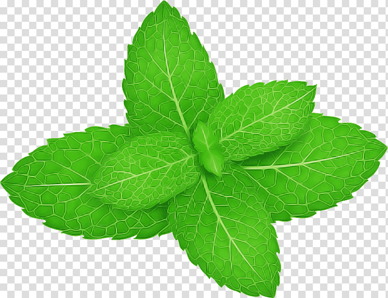 Mint leaf, Peppermint, Spearmint, Herb, Cartoon, Drawing, Peppermint Tea transparent background PNG clipart