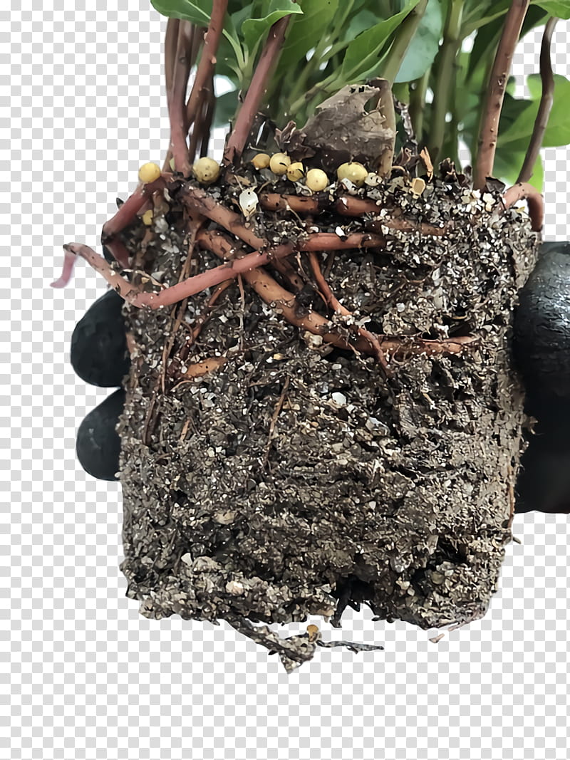 hay flowerpot soil plants flowerpot biology, Science transparent background PNG clipart