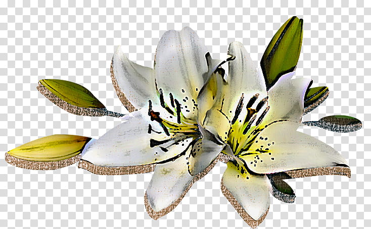 flower white lily petal plant, Yellow, Lily Family, Cut Flowers, Stargazer Lily, Peruvian Lily, Lily Order transparent background PNG clipart