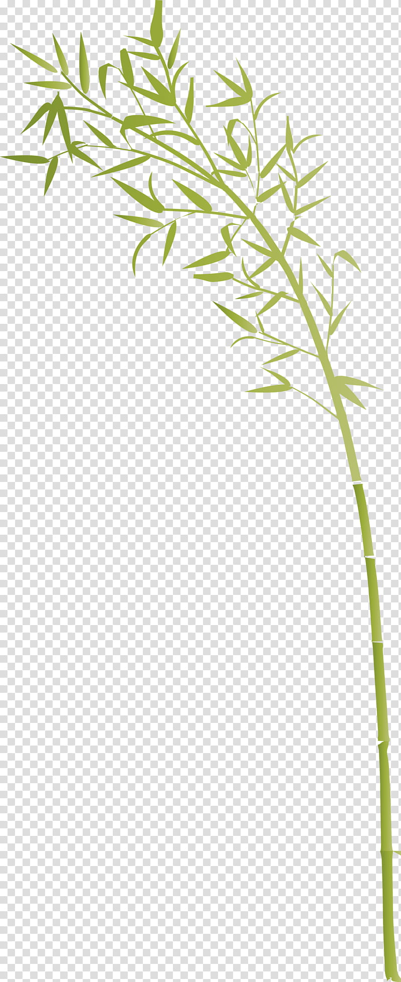 bamboo leaf, Plant Stem, Grass, Grass Family, Flower, Twig transparent background PNG clipart