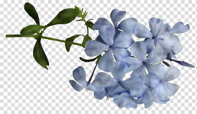 Floral design, Flower, Cut Flowers, Leaf, Lilac, Petal, Blue, Platycodon Grandiflorus transparent background PNG clipart