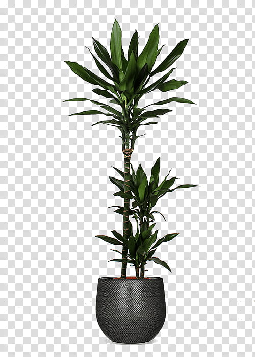 flowerpot flower plant houseplant leaf, Yucca, Tree, Terrestrial Plant, Arecales, Plant Stem transparent background PNG clipart