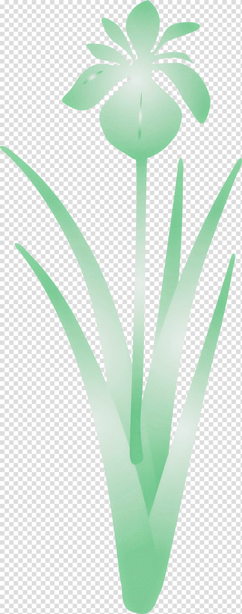 iris flower spring flower, Iris Flower, Green, Leaf, Turquoise, Plant, Tulip, Grass transparent background PNG clipart