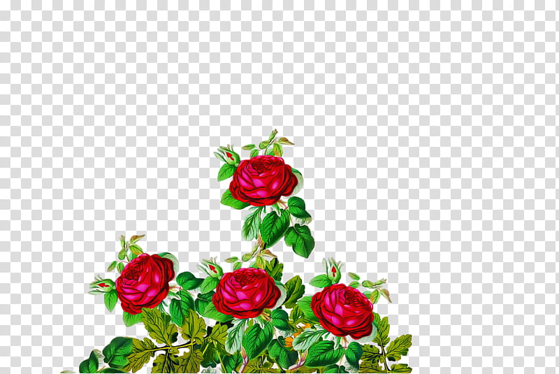 Garden roses, Floral Design, Flower, Flower Garden, Cabbage Rose, Cut Flowers, Flower Bouquet, Peony transparent background PNG clipart