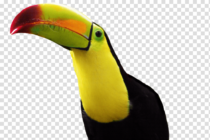 Feather, Toucans, Piciformes, Hornbill, Beak, Biology, Birds transparent background PNG clipart