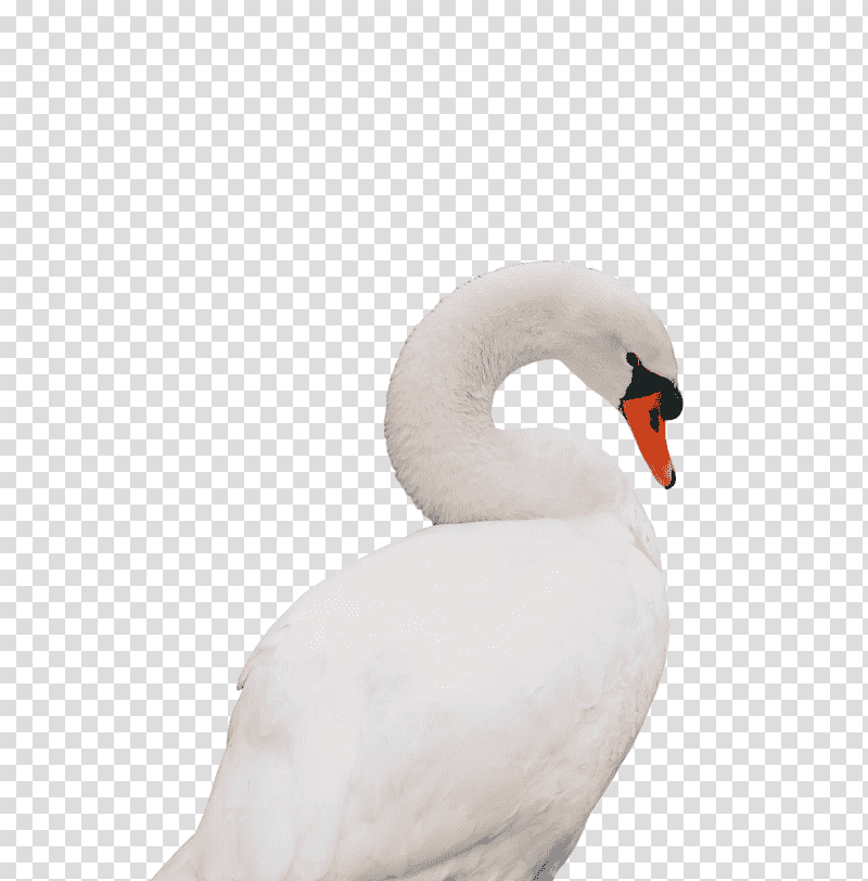 swans birds water bird waterfowl beak, Science, Biology transparent background PNG clipart