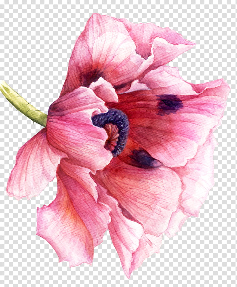 watercolor painting drawing painting poppy sculpture, Cartoon, Flower transparent background PNG clipart