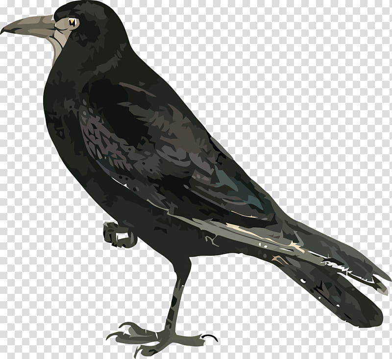 Happy Halloween, American Crow, Black Solitaire, New Caledonian Crow, Birds, Rook, Thrushes, Common Blackbird transparent background PNG clipart