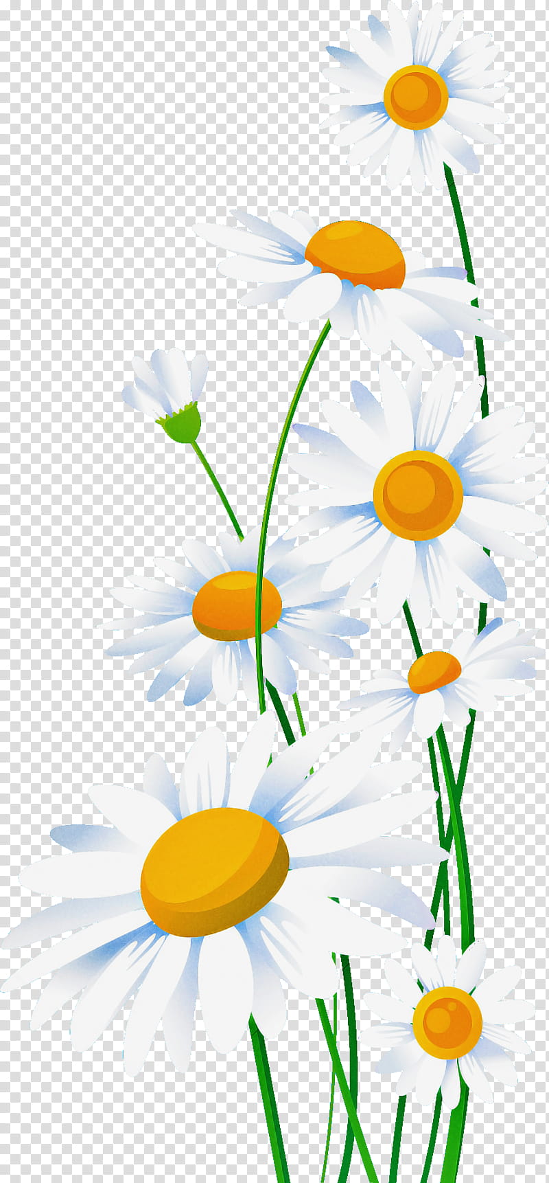 Marguerite gerbera daisy, Autumn Flower, Towel, Kyiv, Odesa, Floral Design, Tangible Good, Online Shopping transparent background PNG clipart