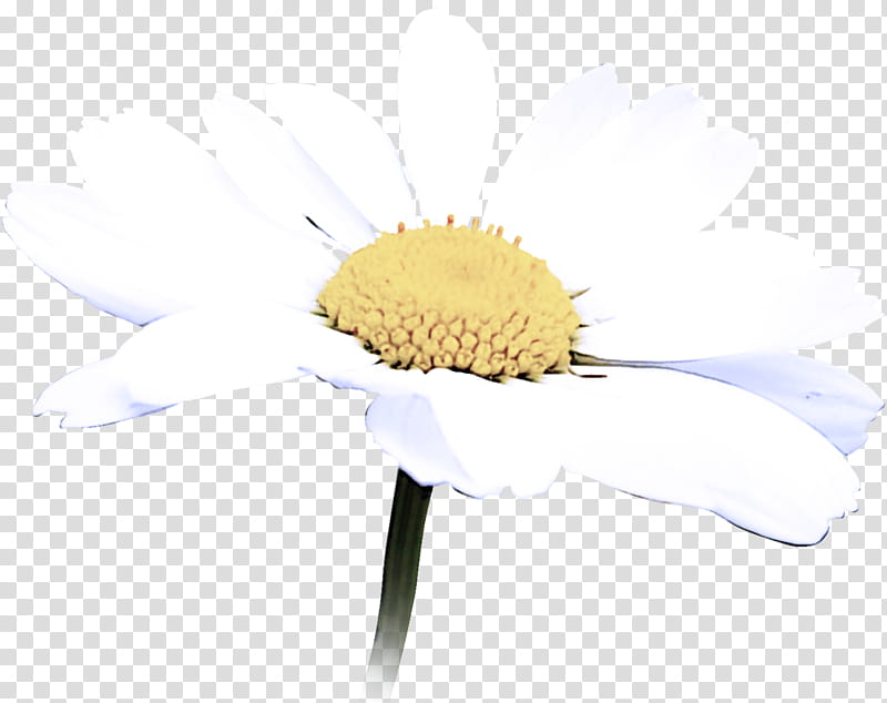 camomile flower mayweed yellow chamomile, Plant, Cut Flowers, Petal, Cloud, Gerbera, Pollen, Smile transparent background PNG clipart