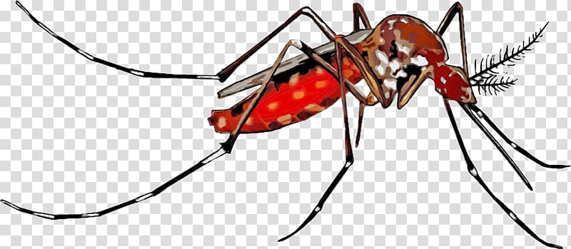 clipart mosquito da dengue