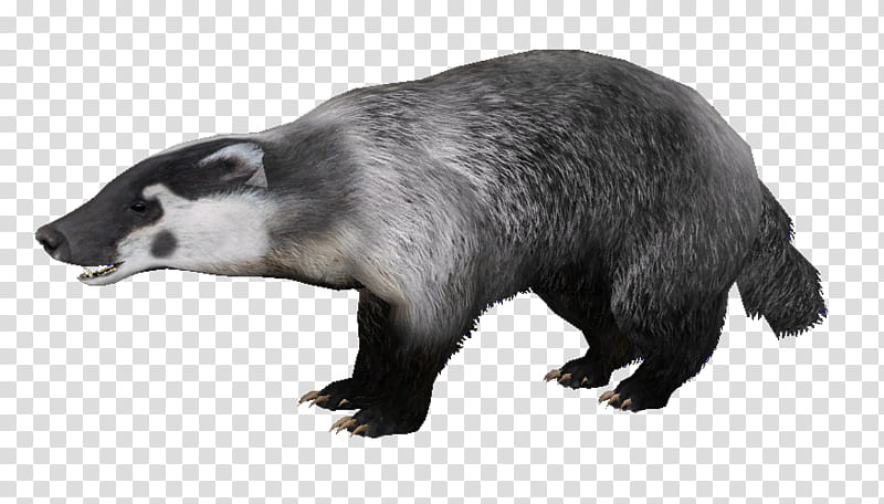 Honey, Honey Badger, European Badger, Badger Badger Badger, Drawing, Mustelidae, Snout, Animal Figure transparent background PNG clipart