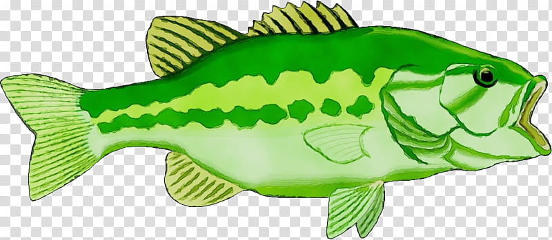 largemouth bass perch green fish animal figurine, Watercolor, Paint, Wet Ink, Cartoon, Science, Biology transparent background PNG clipart