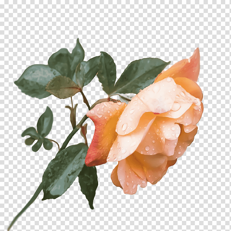 Garden roses, Rose Family, Cut Flowers, Cabbage Rose, Petal, Floribunda transparent background PNG clipart