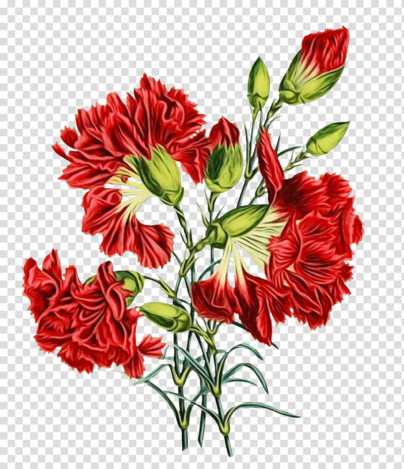 flower plant cut flowers carnation red, Watercolor, Paint, Wet Ink, Bouquet, Petal, Dianthus, Pink Family transparent background PNG clipart