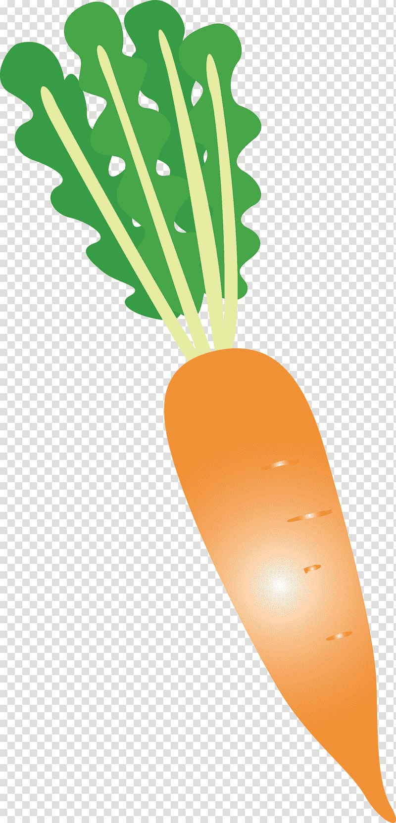 radish, Plant Stem, Vegetable, Carrot, Line, Fruit, Plants transparent background PNG clipart