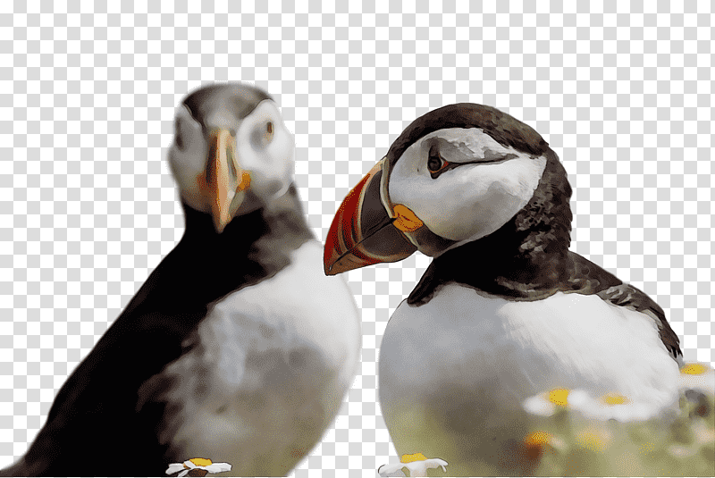 puffins shorebirds beak science birds, Watercolor, Paint, Wet Ink, Biology transparent background PNG clipart
