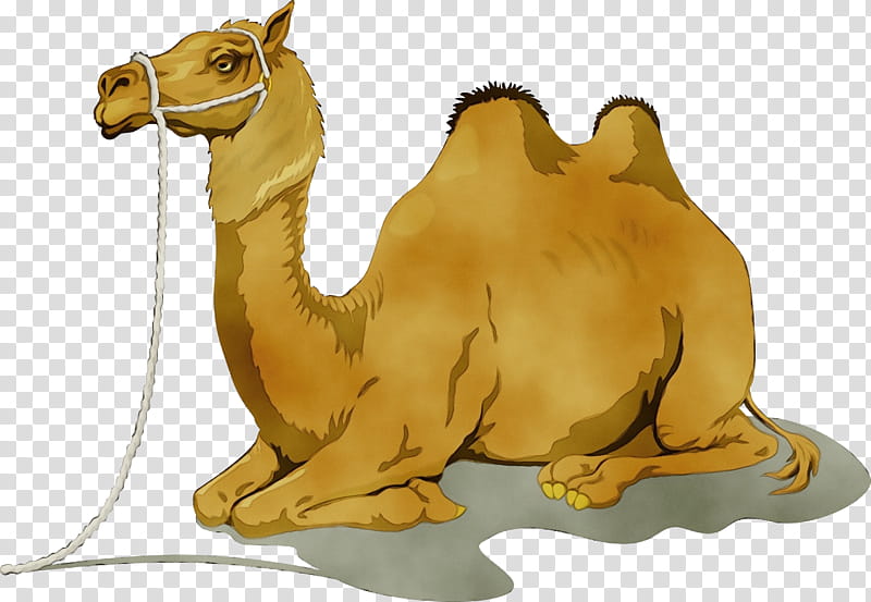 camels drawing desert bedouin, Watercolor, Paint, Wet Ink, Cartoon, Poster, Garfield, Coloring Book transparent background PNG clipart