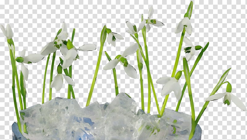 snowdrop flower galanthus plant grass, Watercolor, Paint, Wet Ink, Grass Family, Plant Stem, Wildflower, Amaryllis Family transparent background PNG clipart