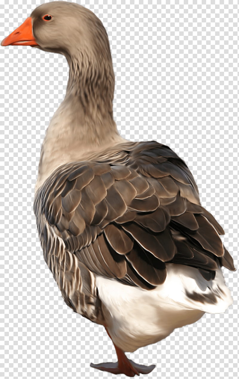 Grey, Goose, Duck, Swan Goose, Bird, Canada Goose, Domestic Goose, Ducks transparent background PNG clipart