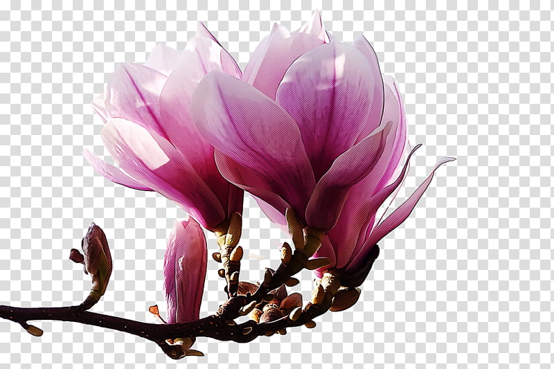 spring, Spring
, Flower, Petal, Plant, Pink, Magnolia, Magnolia Family transparent background PNG clipart