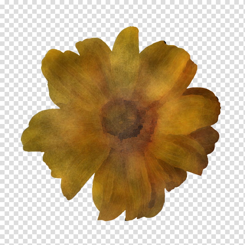 flower petal chrysanthemum yellow pot marigold, Annual Plant, Drawing, Sulfur Cosmos, Plants, Marigolds transparent background PNG clipart