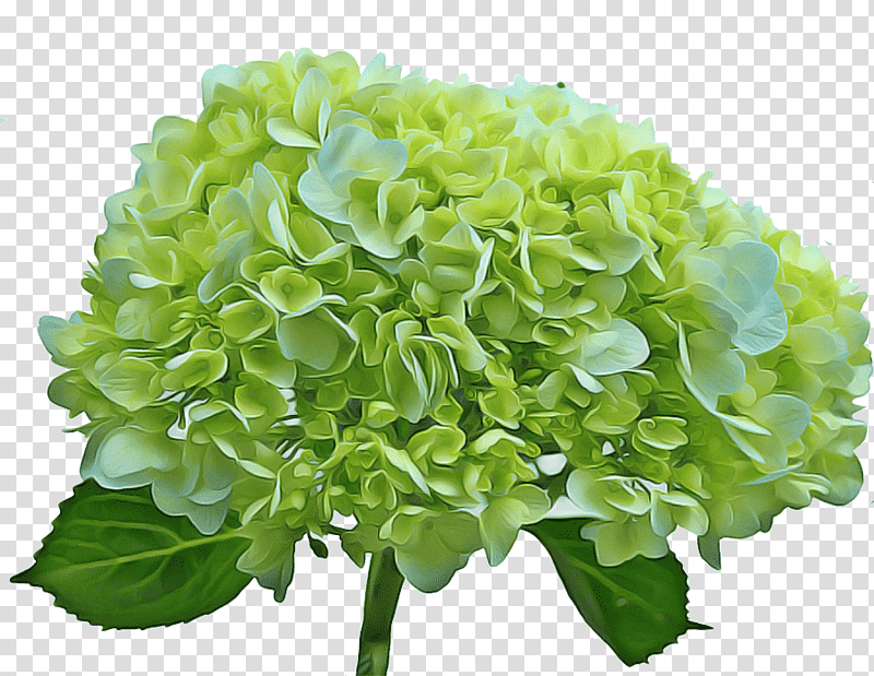 Salad, Lettuce, Vegetable, Red Leaf Lettuce, Greens, Romaine Lettuce, Endive transparent background PNG clipart