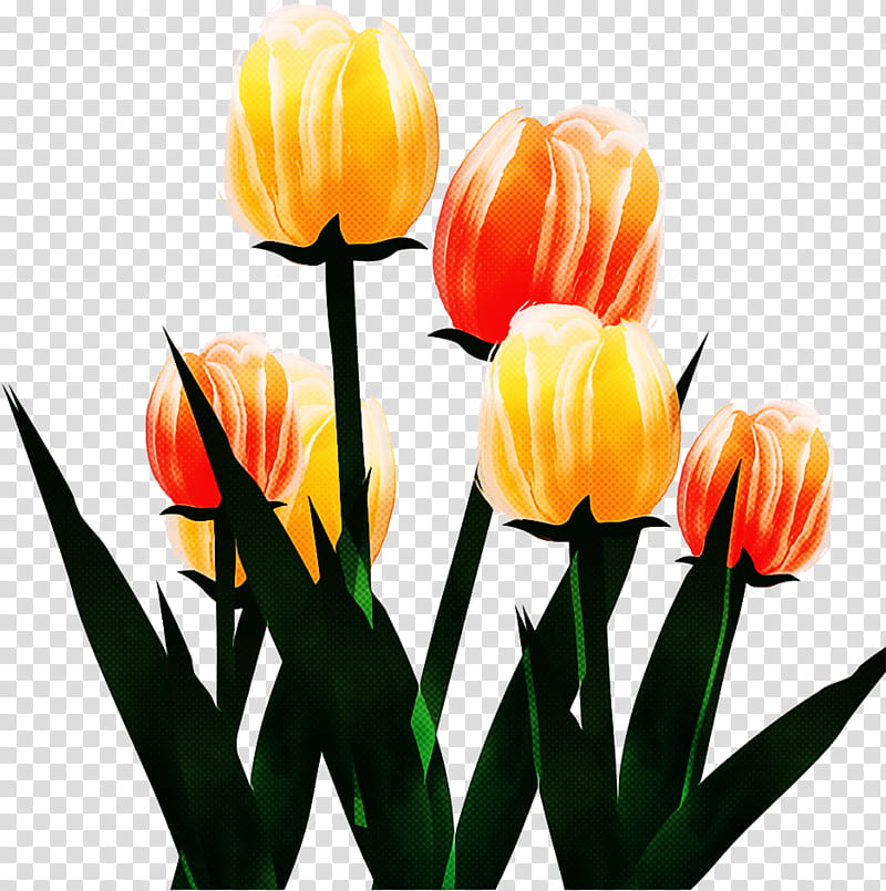 Orange, Flower, Petal, Tulip, Cut Flowers, Plant, Lady Tulip, Yellow transparent background PNG clipart