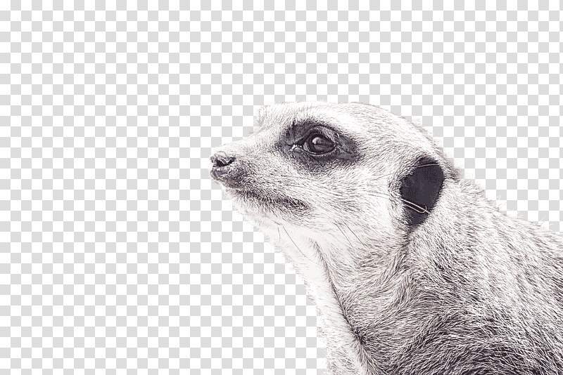 meerkat mongoose snout whiskers transparent background PNG clipart