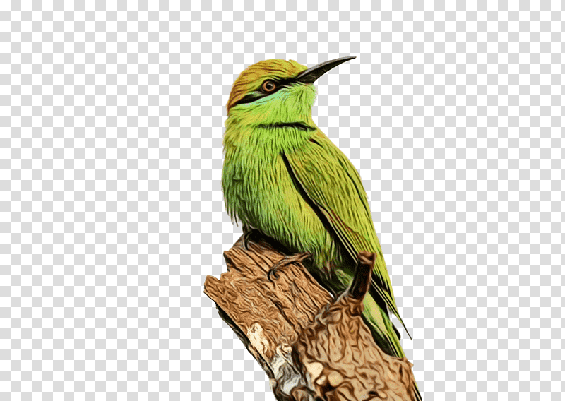 hummingbirds birds bee-eater european bee-eater beak, Watercolor, Paint, Wet Ink, Beeeater, European Beeeater, Woodpeckers transparent background PNG clipart
