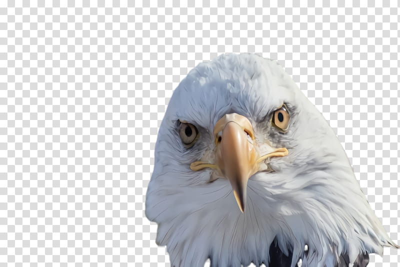 School, Bald Eagle, Close Up Eagle, Jhang, Punjab, Pakistan, Bird, Beak transparent background PNG clipart