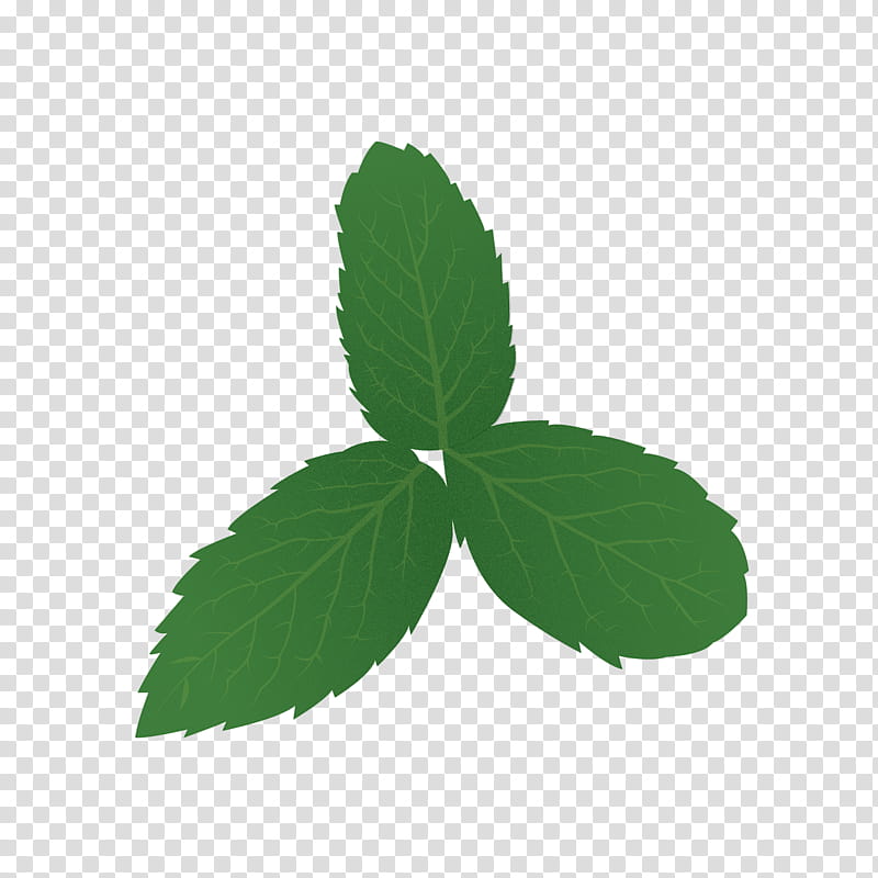 leaf green plant flower herbal, Tree, Mint, Swamp Birch, Mulukhiyah transparent background PNG clipart