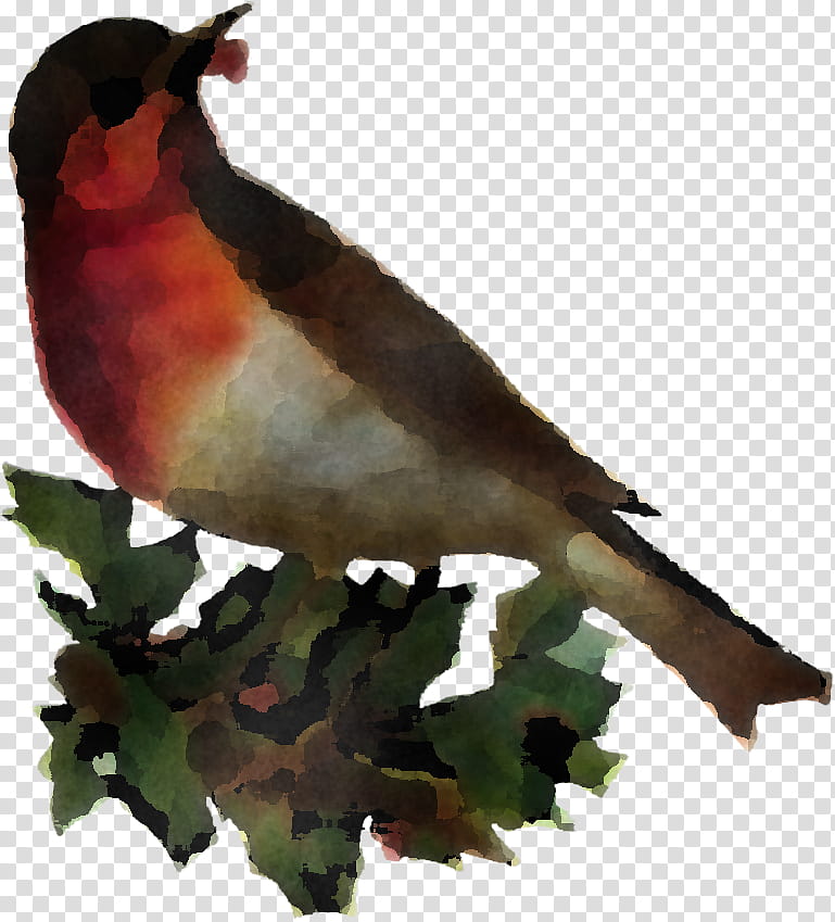 bird beak finch perching bird songbird, Robin, Cuculiformes transparent background PNG clipart