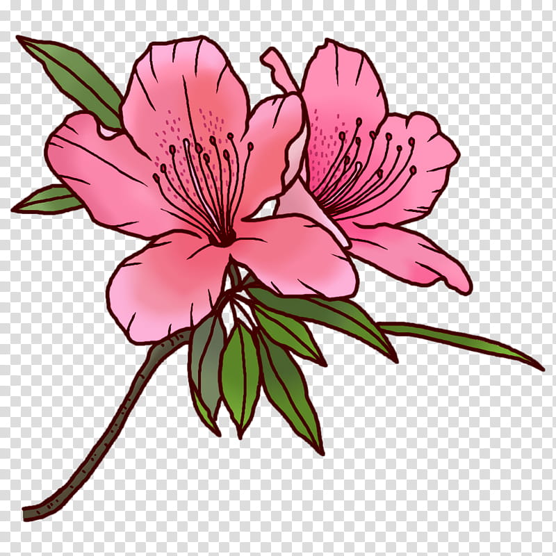 Floral design, Lily Of The Incas, Plant Stem, Cut Flowers, Herbaceous Plant, Petal, Mallows, Family transparent background PNG clipart