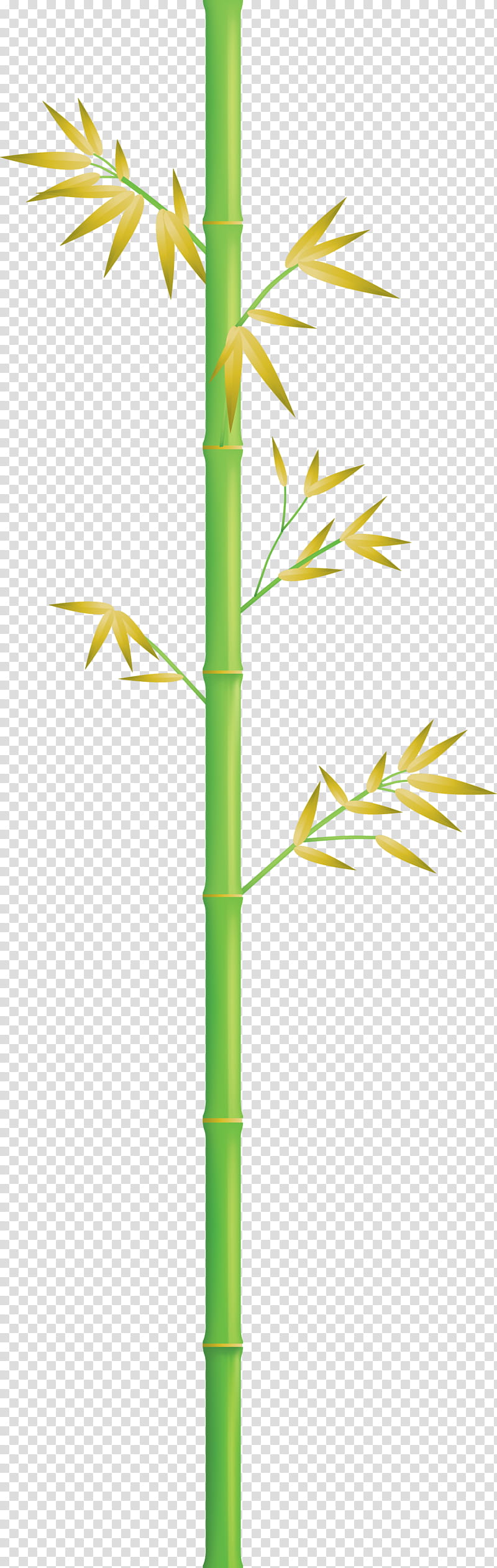 bamboo leaf, Plant Stem, Grass Family, Elymus Repens, Flower transparent background PNG clipart