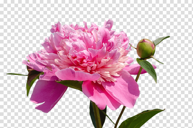the chemical brothers got to keep on peony, Got To Keep On Midland Remix, Youtube, Annual Plant, Mp3, Momentum, Mpeg4 Part 14 transparent background PNG clipart