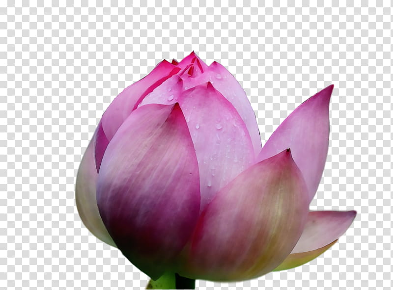 sacred lotus plant stem bud purple close-up, Lotus Flower, Summer Flower, Watercolor, Paint, Wet Ink, Closeup, Lotusm transparent background PNG clipart
