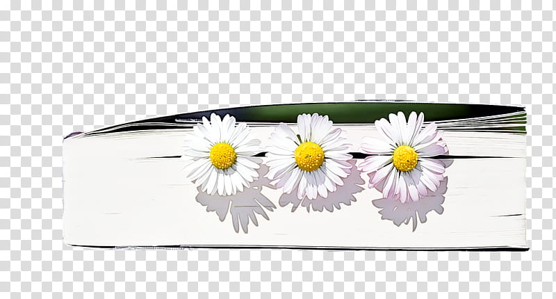 spring, Spring
, Yellow, Camomile, Flower, Plant, Daisy, Mayweed transparent background PNG clipart