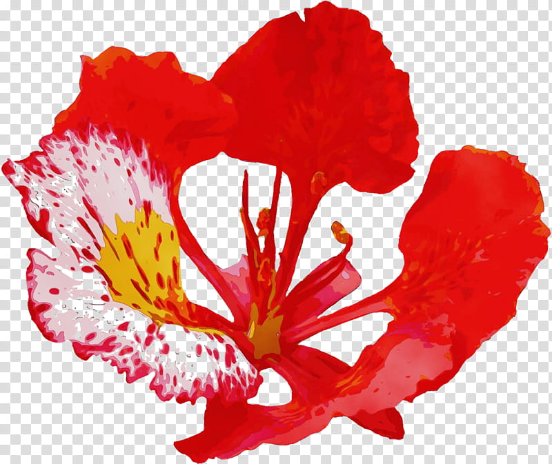 flower red petal plant coquelicot, Watercolor, Paint, Wet Ink, Hibiscus, Carnation, Poppy Family, Herbaceous Plant transparent background PNG clipart
