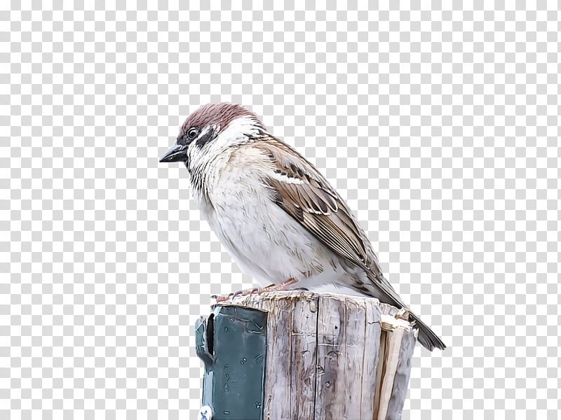 bird, Sparrow, House Sparrow, Beak, Perching Bird, Songbird, Chipping Sparrow transparent background PNG clipart