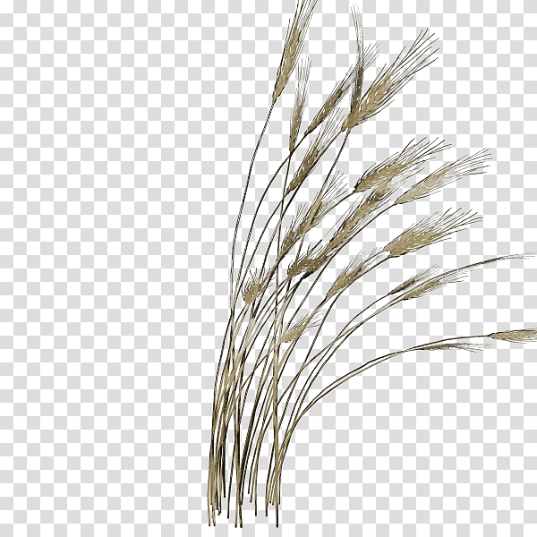 plant stem grasses twig emmer tree, Watercolor, Paint, Wet Ink, Grain, Commodity, Science transparent background PNG clipart