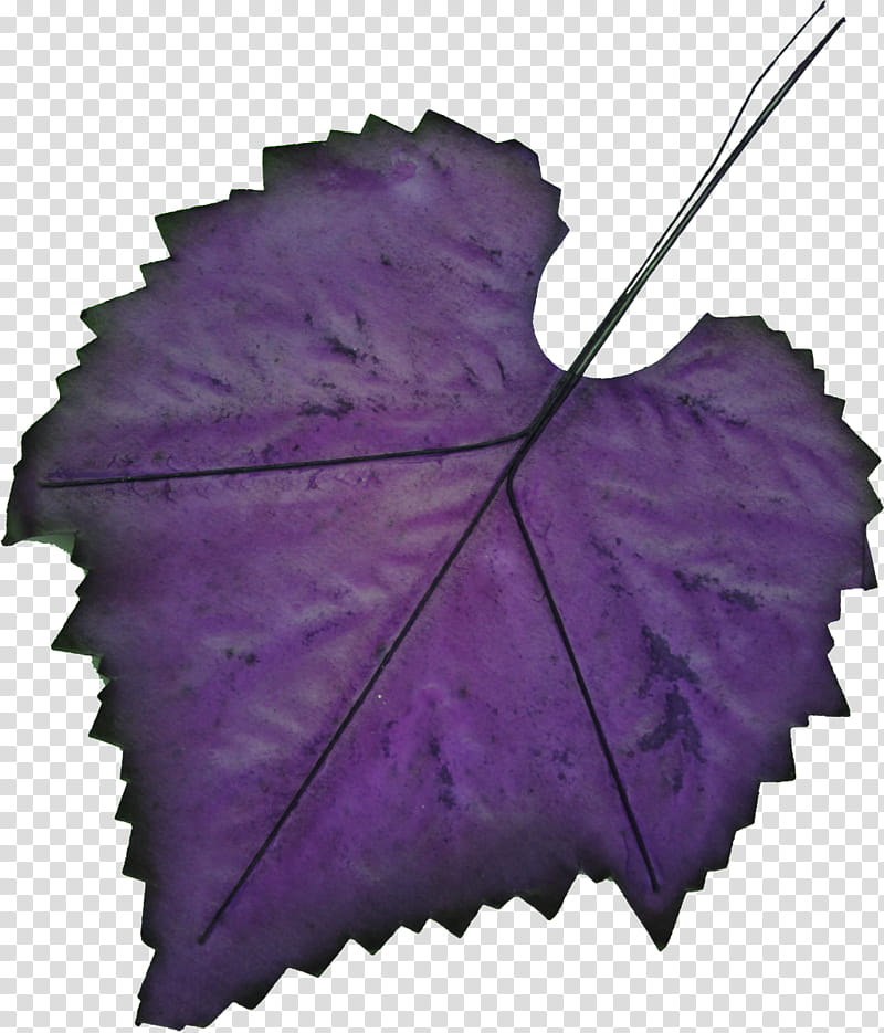 Autumn Leaves, Leaf, Maple Leaf, Purple, Green, Autumn Leaf Color, Violet, Grape Leaves transparent background PNG clipart