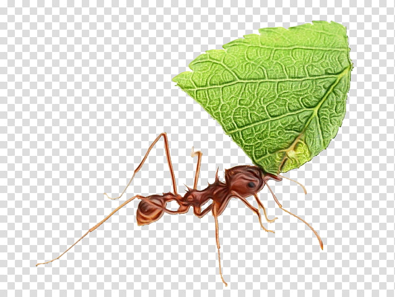 insect pest leaf ant carpenter ant, Watercolor, Paint, Wet Ink, Membranewinged Insect, Plant transparent background PNG clipart