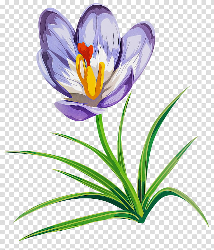 flower cretan crocus crocus petal tommie crocus, Plant, Spring Crocus, Snow Crocus, Saffron Crocus, Pedicel, Iris Family transparent background PNG clipart